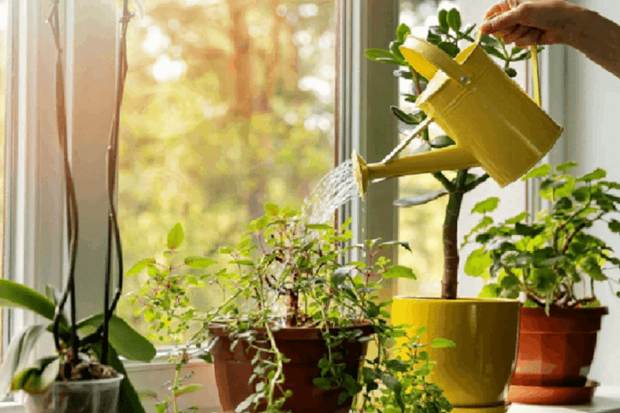 Houseplants purifying the air in a living room