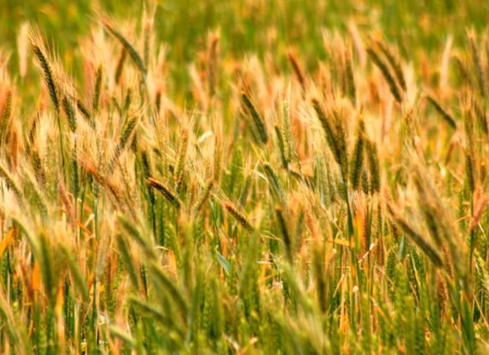 Global food crisis