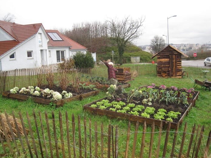 Kitchen Gardening