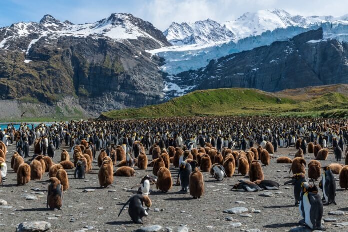 Migrant penguin