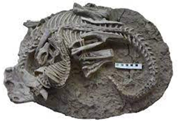 Fossil Discovery - Dinosaur and Mammal Engaged in Combat