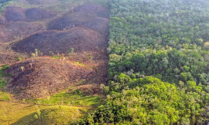 Forests play a crucial role in the global ecosystem and have a significant impact on climate change.