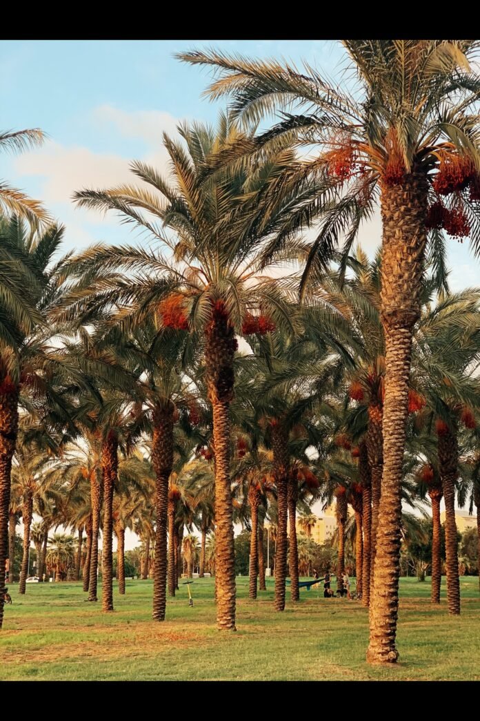 Dates are a Treasure Trove Of Deliciousness Dates are Treasure trove of Delciousness