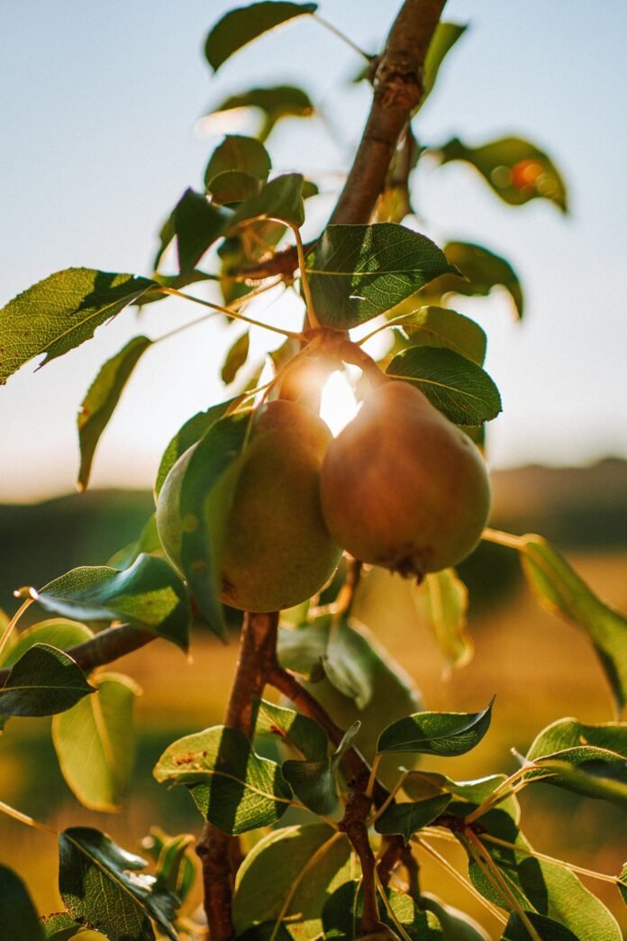 Pears