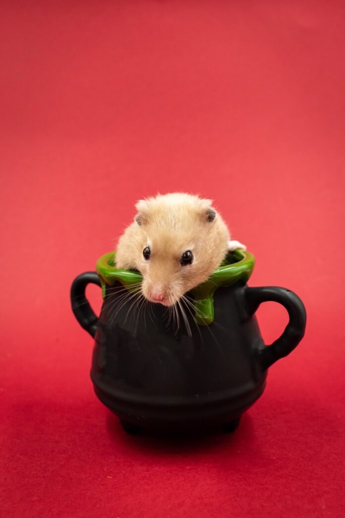 Get Rid of Rats