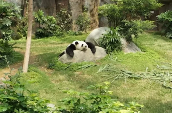 Panda Panda Diplomacy