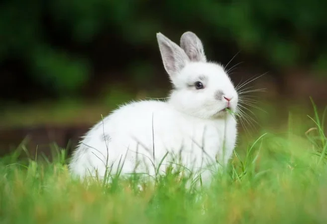 Rabit Rabbits
