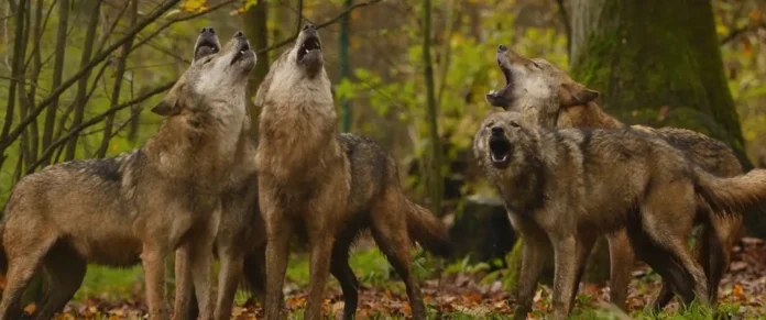 Wolves hunting