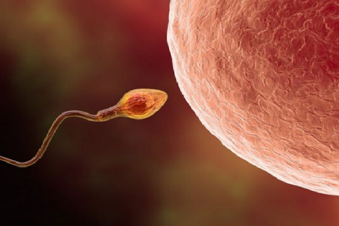 AI analyzing sperm sample