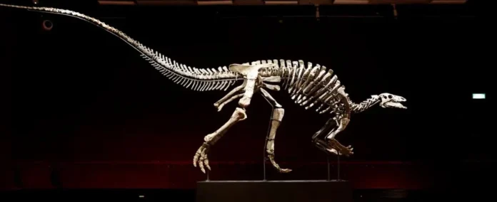 Dinosaur Skeleton