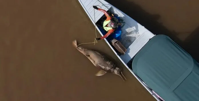120 Dolphins
