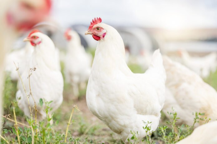 Gene-editing-chickens-against-bird-flu
