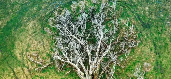 Entire Branches