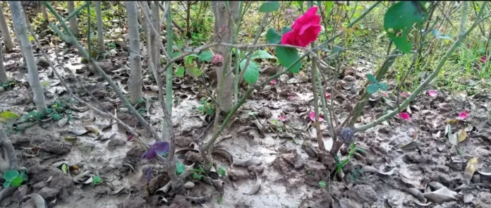 Climate change Climate-Proof Plants