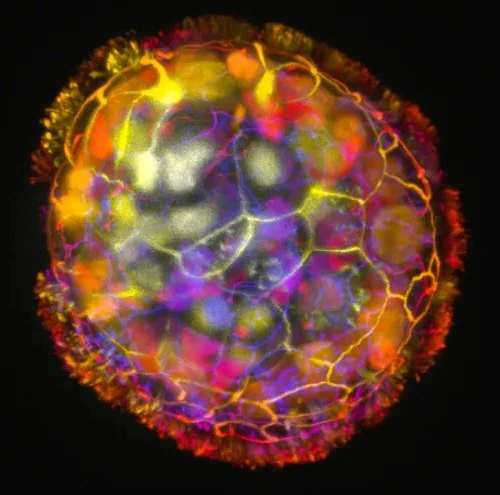 Cells American Researchers